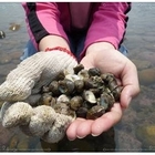 西濱紅樹林海水浴場