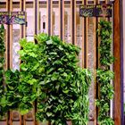 蔬河(微風松高店)