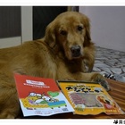 聖萊西黃金系列鮮牛肉牛筋片