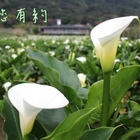 名廚(竹子湖店)