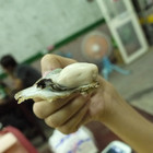 水姑娘龍蝦碳烤