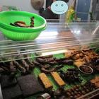 新竹藍一東山鴨頭(桃園八德店)