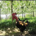 洪敦耀的葡萄園