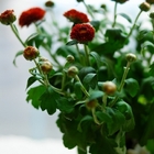 日夏咖啡 Hinatsu Cafe