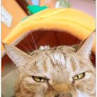 艾隆義式麵食館(彰化店)