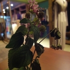 seaweed cafe 海草咖啡服飾