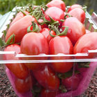 西坪水果王農場(草莓.番茄)