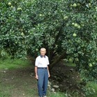 花蓮瑞穗鶴岡歐家正記文旦柚