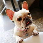 嗝 毛小孩咖啡廳 Ge Pet Cafe