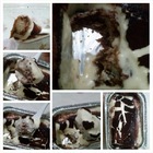 義式手工提拉米蘇