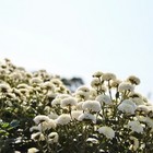 苗栗銅鑼 杭菊花季