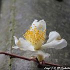 兩蔣文化園區後慈湖