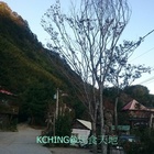 司馬庫斯(Smangus)