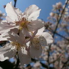 2015陽明山櫻花季