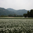 中新里韭菜花田