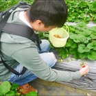 莓圃觀光休閒農園