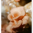 豐年靈芝菇類生態農場