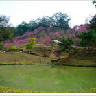 大坑濁水巷櫻花林