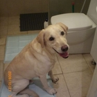 Huppy哈比幼犬訓練尿布墊