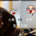 貓咪的生活日記