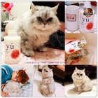 達飛國際企業股份有限公司