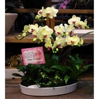 蕙豐洋蘭(石牌店)