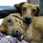 阿忠寵物衣~虎豹裝