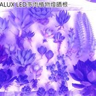 LED植物生長燈-多肉植物,食蟲植物,蘭花專用
