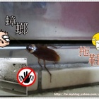 有效蟑螂藥推薦最聰明的蟑螂藥-攻蟑剋星－輕鬆點小強絕