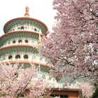 淡水天元宮櫻花季