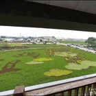 藺草文化館-彩繪稻田