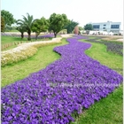 2010台北國際花卉博覽會(新生園區)