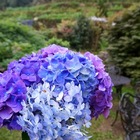 大梯田花卉生態農場