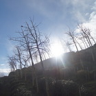 大崙山茶園銀杏森林