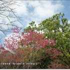 棲蘭國家森林遊樂區