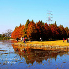 台中泰安落羽松秘境版