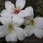 彰化139縣道暨福田社區之油桐花