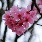 新社區公所櫻木花道