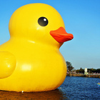 地景藝術節 黃色小鴨桃園新屋登場