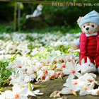 嘉義圓林仔油桐花