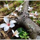 頭屋夢幻桐花步道