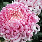 2017士林官邸菊展