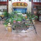 鳳凰宿甲蟲生態休閒館