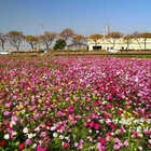 和美交流道花海