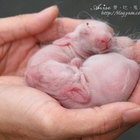 大好親水河畔渡假村