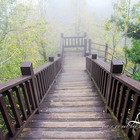 南投大崙山茶園