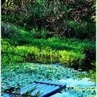 鳥松濕地公園(Niaosong Wetland Park)