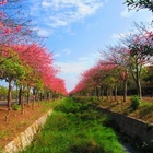 虎尾農博美人樹大道