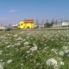 中新里韭菜花田