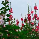 2017田中蜀葵花海藝術節